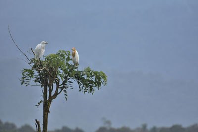 Bird perching on a tree