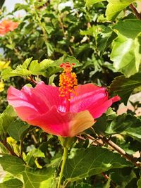 Close-up of hibiscus blooming outdoors