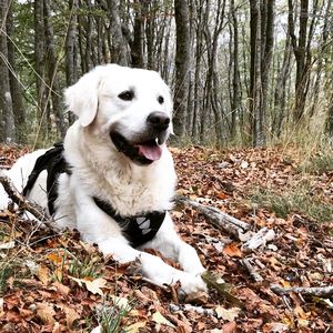 Close-up of dog sitting on tree trunk in forest