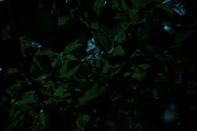 Close-up of fresh green plants in water