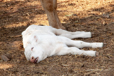 High angle view of white sleeping on field