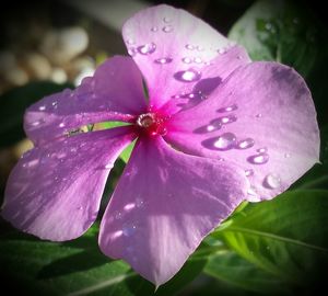 Close-up of water drops on pink flower