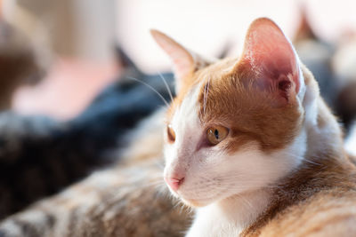 Close-up of cat looking away