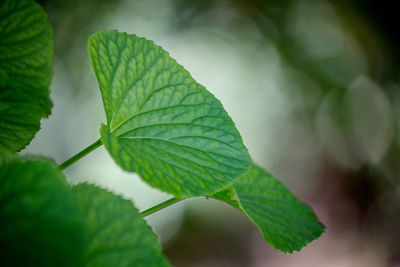 Close-up of green leaves