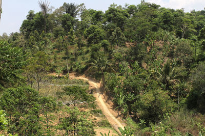 View of a forest