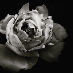 Close-up of flower over black background