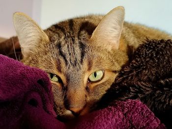 Close-up portrait of a cat