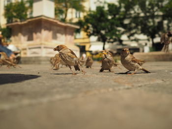 Birds on ground