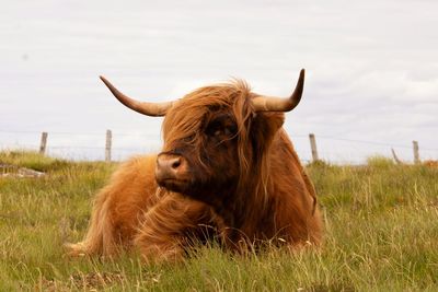 Cow standing on grassy field