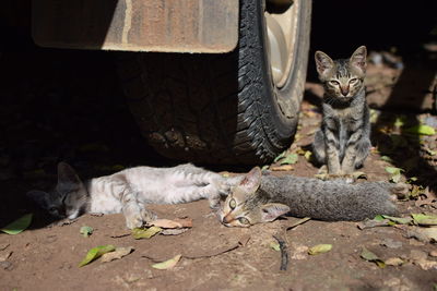 Close-up of cat