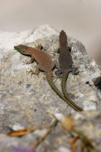 Two sharp-snouted rock lizards on the rock