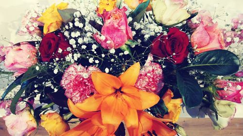 High angle view of roses on plant