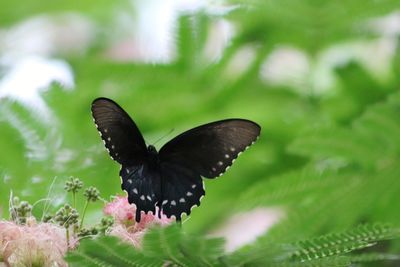 Close-up of butterfly pollinating on flower