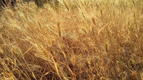 Close-up of wheat field