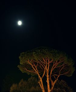 Low angle view of tree against moon at night