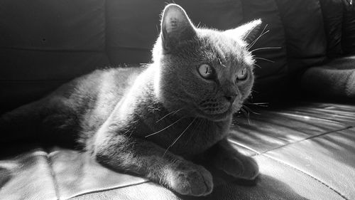 Close-up of a cat resting on floor at home