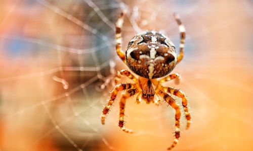 Close-up of spider on web