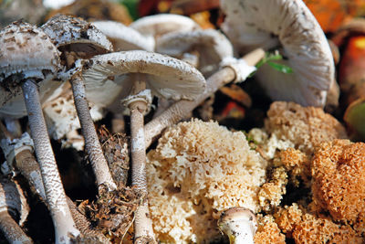 Close-up of mushrooms for sale in market