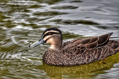 Close-up of duck swimming in lake