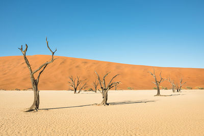 Bare tree on sand dune against clear blue sky