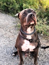 Portrait of a dog looking away