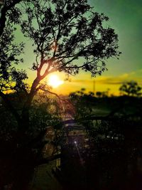 Sun shining through trees