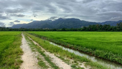 Scenic view of agricultural field against sky