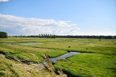 Scenic view of grassy field against sky