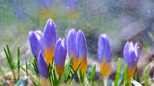 Close-up of purple crocus flowers on field