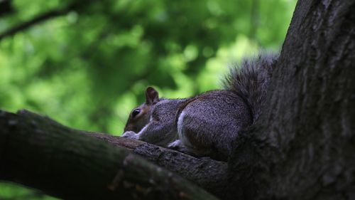 View of an animal on tree trunk