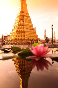 Close-up of lotus blooming in pond against temple during sunset