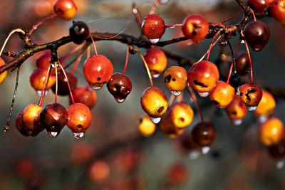 Close-up of berries growing on tree