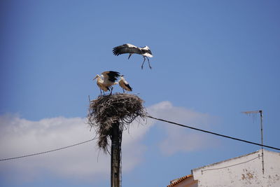 Low angle view of birds perching on wooden post against sky