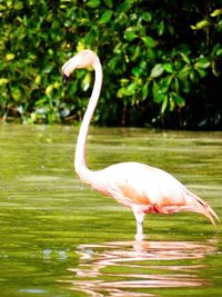 Close-up of bird in water