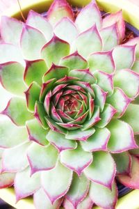 Full frame shot of succulent plant