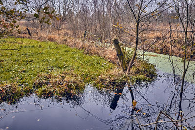 Scenic view of lake in forest