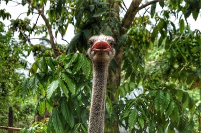 Low angle view of bird on tree