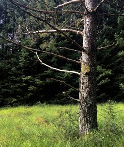 Trees growing on grassy field