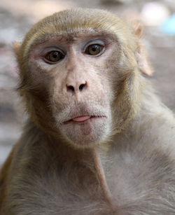 Close-up portrait of gorilla looking monkey 