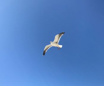 Low angle view of seagull flying in sky