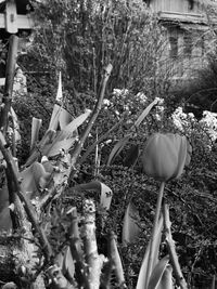 Close-up of crocus against plants