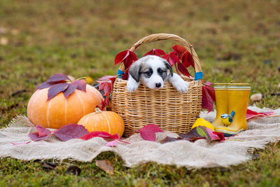 High angle view of puppy in basket on field