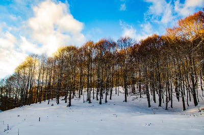 Trees on snow covered landscape