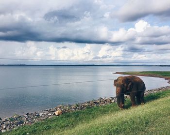 Horse grazing on field by sea against sky