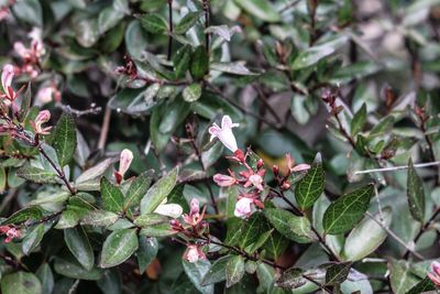 Close-up of small flowers on plant