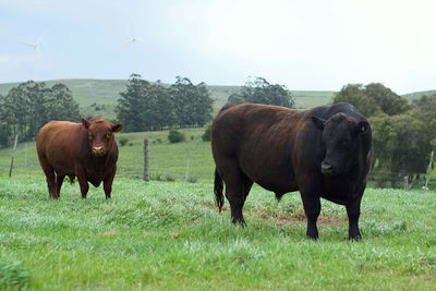 Cows grazing on field