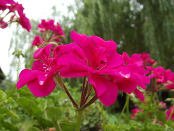 Close-up of pink flowers blooming outdoors