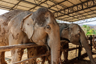 Elephant standing against stone wall