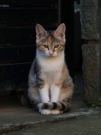 Close-up of tabby cat sitting outdoors