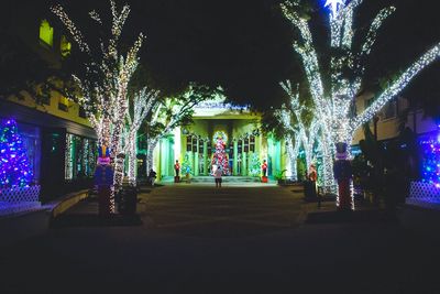 Illuminated trees at night